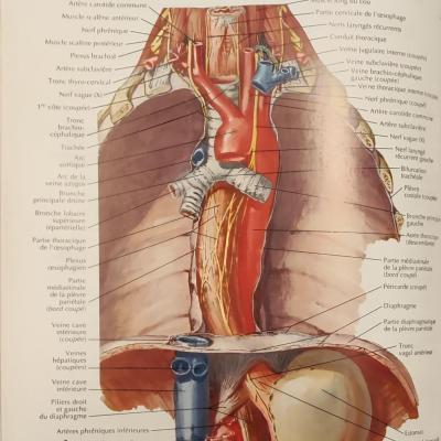 oeusophage in situ