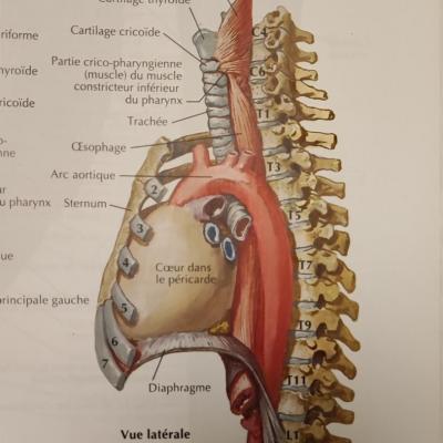 coupe sagitale montrant le raport entre le diaphragme et le muscle cardiaque