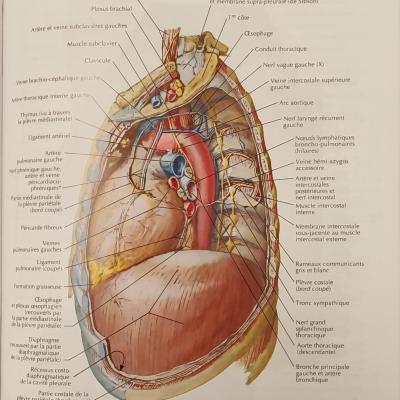 médiastin vue latérale gauche