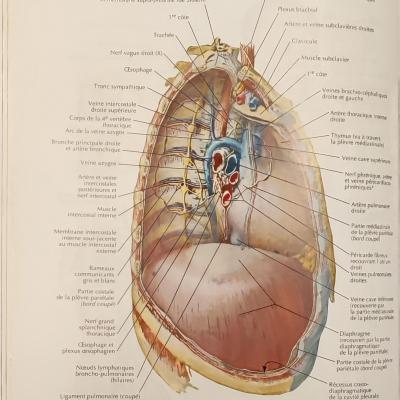 Médiastin vue latérale droite