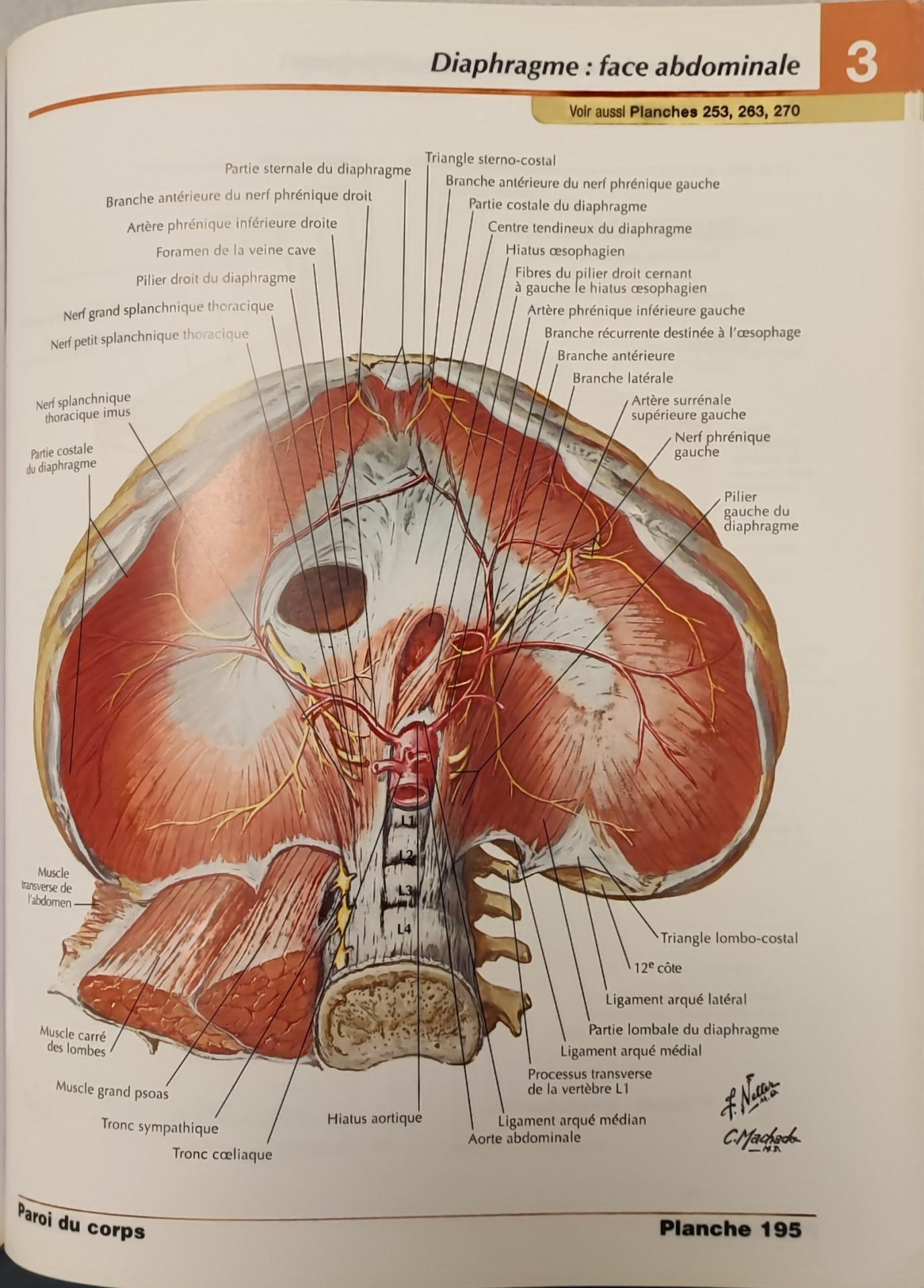 diaphragme : face abdominale