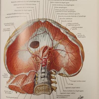 diaphragme : face abdominale