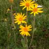 Arnica montana